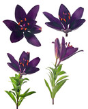 Fototapeta Motyle - four dark violet lily flowers on white