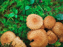 Caps Of A Group Of Shaggy Scalycap, Ot Shaggy Pholiota, Growing In Thw Woods