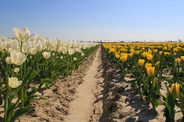 Wall Mural - a bulb field with a row of white and yellow tulips in zeeland, the netherlands at a sunny day in springtime with a blue sky