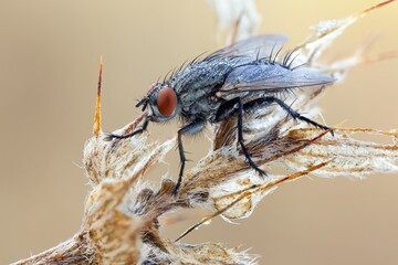 macro of a flesh fly on dried wild plant leafs.