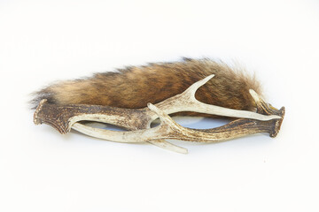 Pair of deer antlers, fox tail and bullets isolated on a white background 