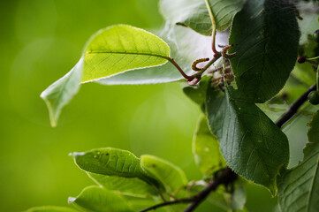 Canvas Print - Caterpillars with threads on a twig with green leaves.