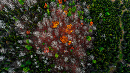 Drone photography of a forest containing oaks and maple trees in autumn.  The forest floor is painted in a reddish glow from the fallen leaves.  Rural scenic landscapes of Ontario Canada.