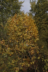 Canvas Print - view of a forest in autumn colors