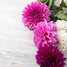 Purple Autumn Dahlias On Wooden Grey White Textured Table Background. Copy Space. Frame For Card And Design