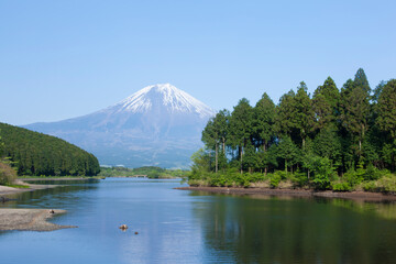 Wall Mural - 新緑の頃の田貫湖と富士山