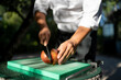 © Oscar Carrascosa Martinez/Westend61 - Close-up of male chef cutting tomato on table in orchard