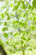 © Paylessimages - ブナの新緑