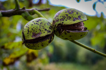 Wall Mural - The green shells of the walnuts opened and two ripe walnuts protruded from them.