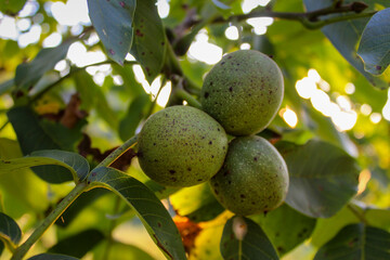 Wall Mural - Green unripe walnuts on a branch. Three walnuts on a branch with a leaves in the background.