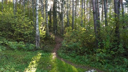 Wall Mural - Drone flying in autumn forest. Slow flight in forest on fall season.
