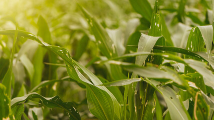 Good corn leaves without pest infection. Good care keeps pests from attacking and disturbing plants