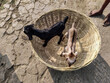 two goat in the basket || bambu basket with goat