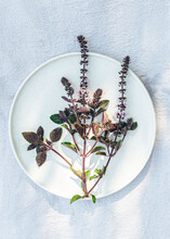 Fresh Purple Basil From The Garden On White Plate