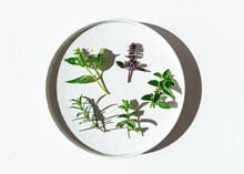 Edible Herbs On White Ceramic Plate