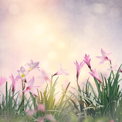 Wall Mural - Pink rain Lily  Flowers in the garden