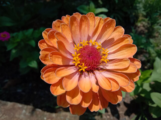 picture of profusion double deep salmon zinnia flower. lime orange color