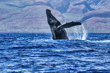 Exhuberant Side View Of A Very Large Humpback Whale Breaching With Extended Pectoral Fin.