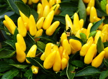 Yellow Color Of Hot Peppers 'Goldfinger'