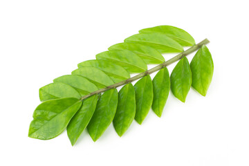 Wall Mural - Green leaves Zamioculcas zamiifolia isolated on white background.Zanzibar gem, aroid palm , arum fern