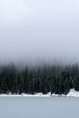 Naklejka na meble Misty morning in the Forest 