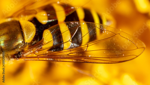 Fotografía Close-up of a bee on a flower.