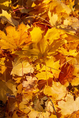 Wall Mural - autumn maple yellow leaves as background