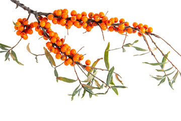 sea buckthorn berries on a branch on a white background