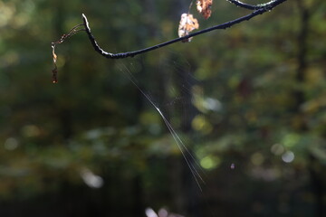 Wall Mural - A spider web refreshed by the sun hangs on the branches