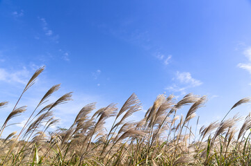 A silver grass field with a blue autumn sky