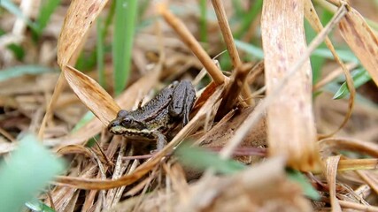 Wall Mural - Small Rana temporaria common brown frog sitting in grass. Czech republic