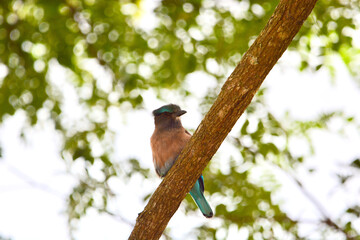 Wall Mural - Indochinese roller on tree in forest.