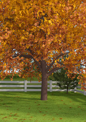 Wall Mural - 3d rendering maple tree in garden