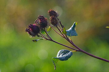 inflorescence of burdock in beams of the autumn sun