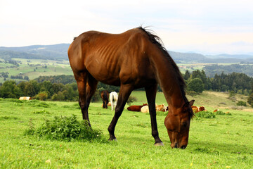 Wall Mural - Horses