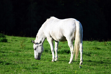 Wall Mural - White horse in the meadow