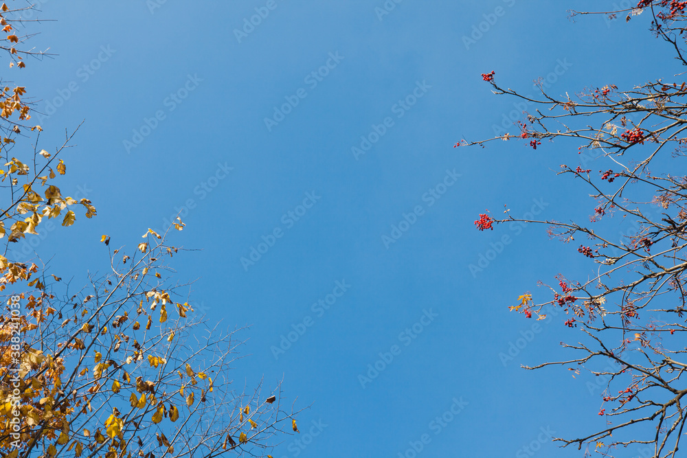 Grab z pożółkłymi liśćmi i jarząb pospolity z owocami, na tle błękitnego nieba. - obrazy, fototapety, plakaty 