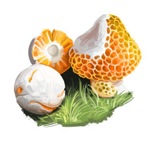 Cyttaria Espinosae Digguene Lihuene Or Quidene, Orange-white Colored Edible Ascomycete Fungus Native To Chile. Edible Fungus Isolated On White. Digital Art Illustration, Natural Food Autumn Harvest.