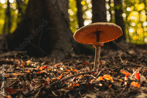 Fotografía Mushroom caught into the forest
