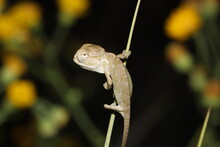 Baby Anole Lizard Free Stock Photo - Public Domain Pictures
