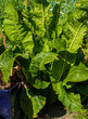 Close up of Horseradish growing (Armoracia rusticana)

