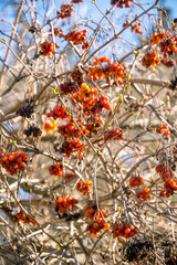 Wall Mural - Red berries of ripe viburnum against the background of an autumn garden