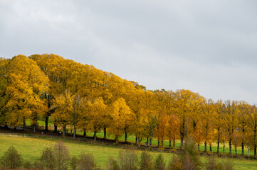 Wall Mural - Beautiful autumn landscape, trees with foliage in colorful autumn colors. Photography taken in October in Sweden. Cloudy sky as background, copy space and place for text.