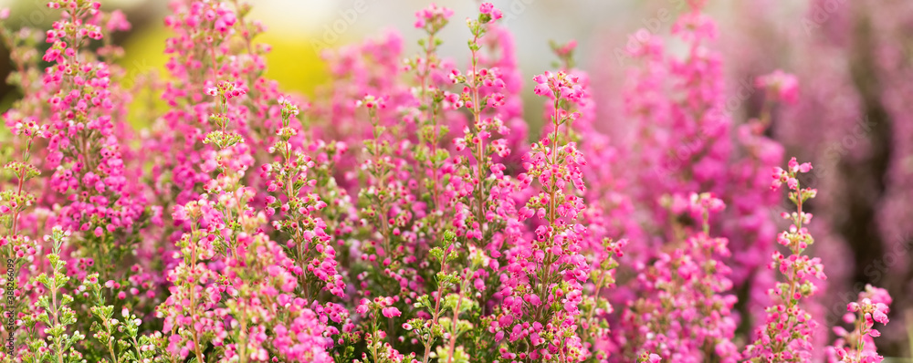 Surreal landscape flowering Erica tetralix small pink lilac plants, shallow depth of field, selective focus photography - obrazy, fototapety, plakaty 