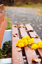 A Bouquet Of Yellow Chrysanthemums Lies On A Park Bench With Autumn Leaves