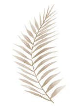 Dried Curved Palm Branch. Watercolour Illustration Isolated On White Background.