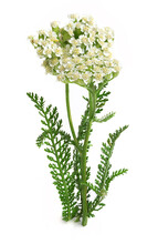 Yarrow (Achillea Millefolium) On A White Background