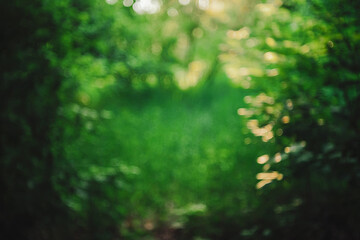 Bokeh of vivid leaves of trees in sunlight. Natural green background. Blurred rich greenery with copy space. Abstract texture of defocused lush foliage in sunny day. Backdrop of scenic nature in blur.