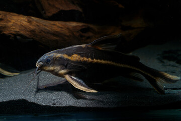 Wall Mural - Striped Raphael catfish (Platydoras armatulus) swimming in the bottom of aquarium