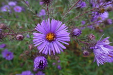Opening Buds And Big Purple Flower Of New England Aster In October
